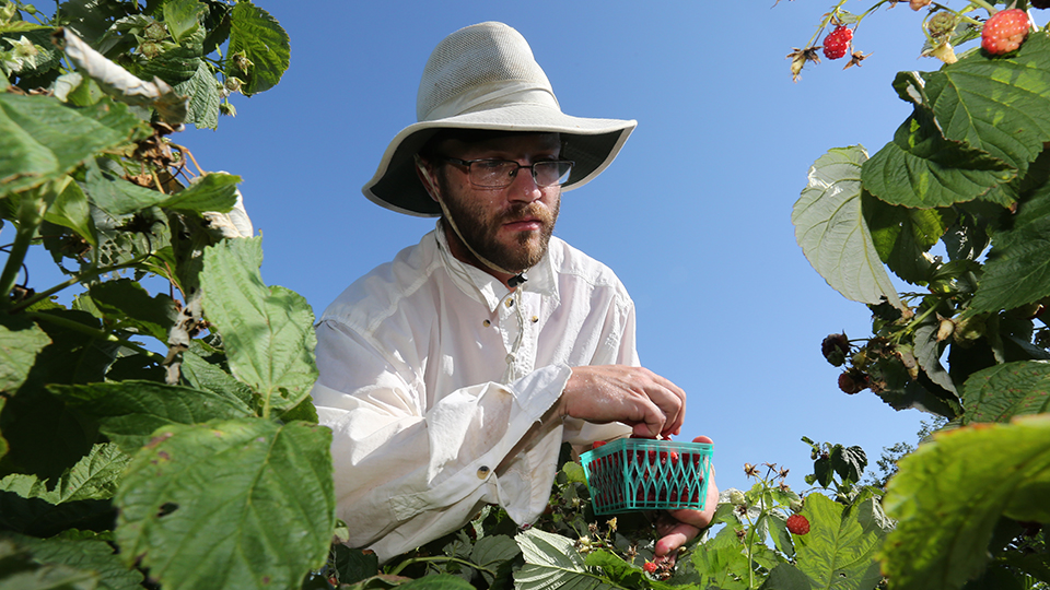 Student collecting berries from a garden
