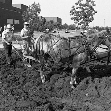 A horse-drawn plow was used to break ground for the Carlsen Center.