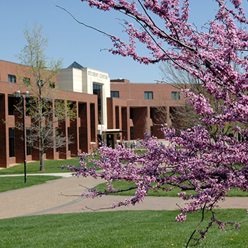 A redbud tree in bloom on the JCCC campus.