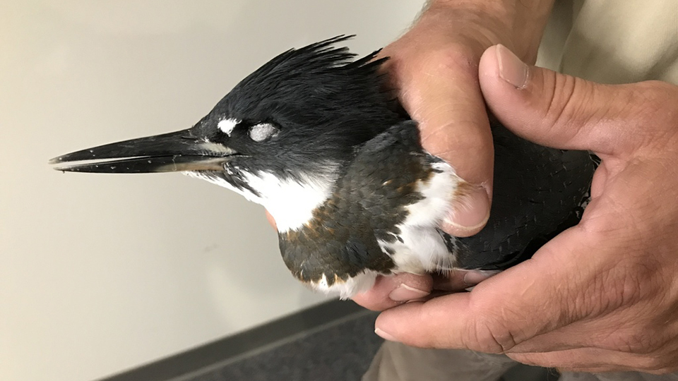 a belted kingfisher found on the JCCC campus