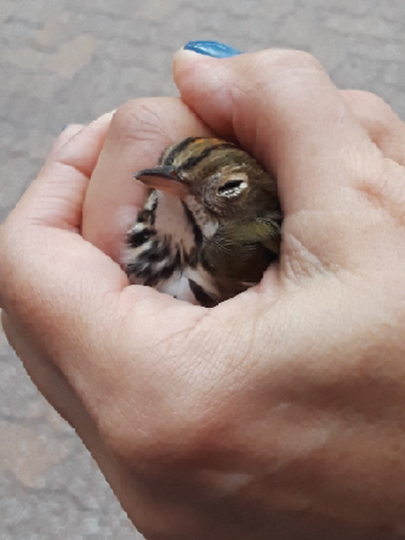 hands holding an ovenbird