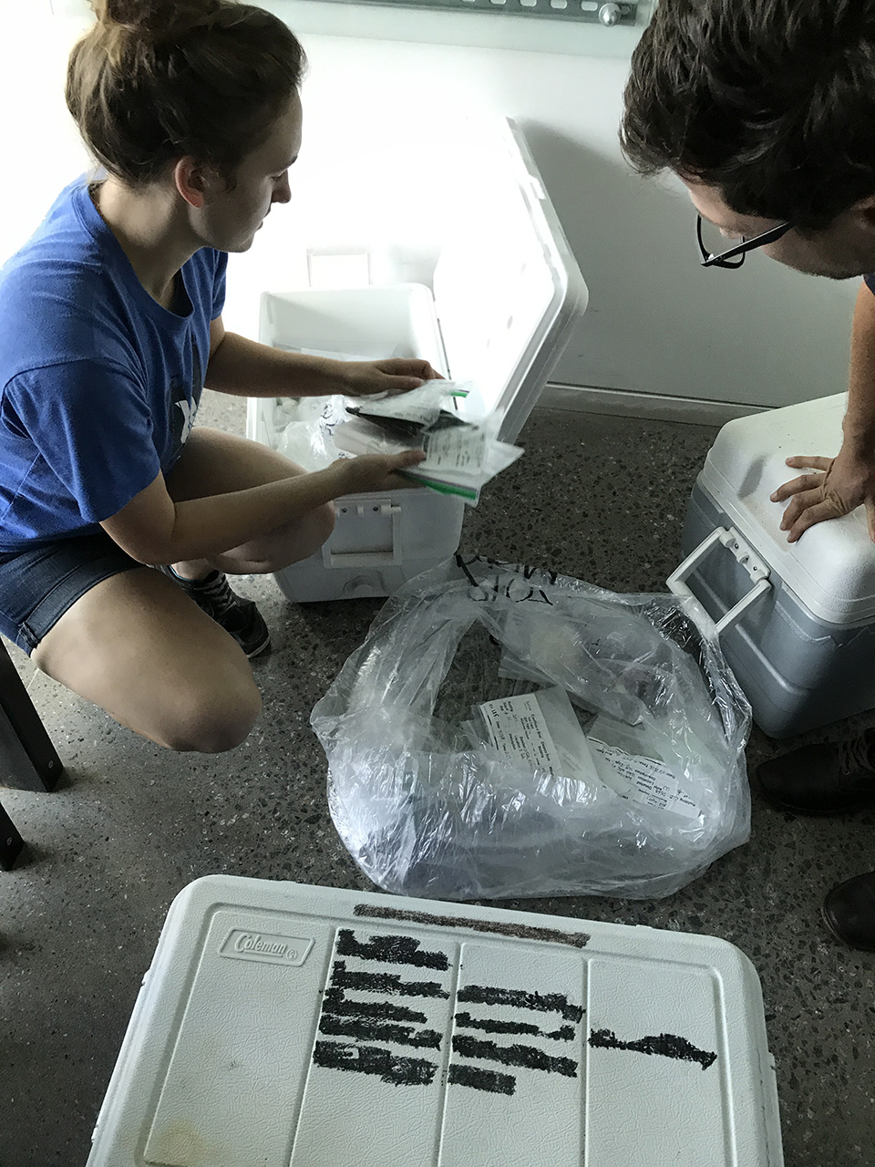 volunteers pack frozen birds in coolers for transport to KU
