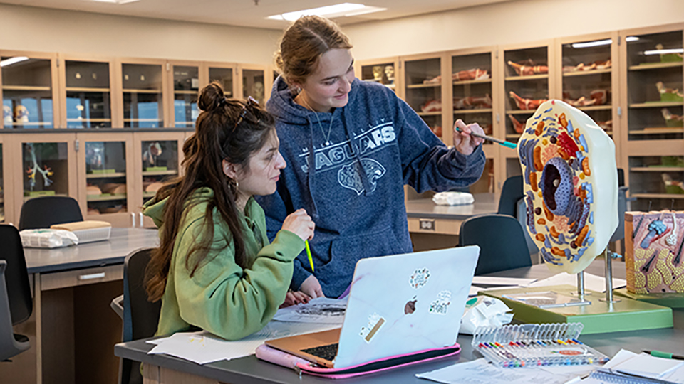 Students working with a plastic model in the anatomy lab