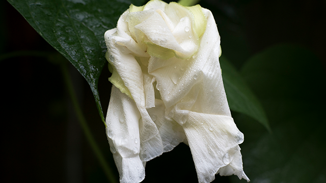 A moonflower with white petals