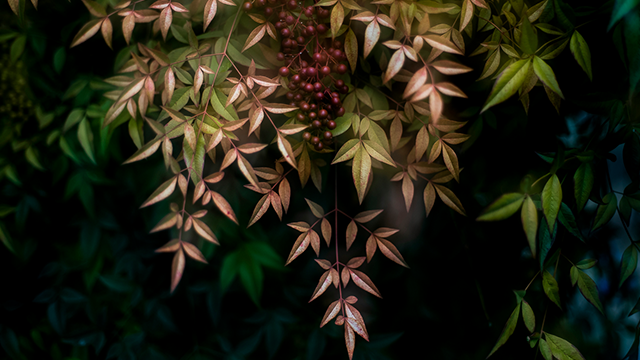 Bush with red berries