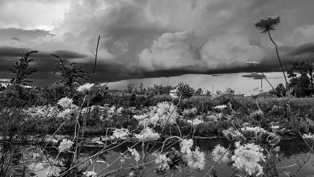 Black and white image of marsh plants next to a small pond