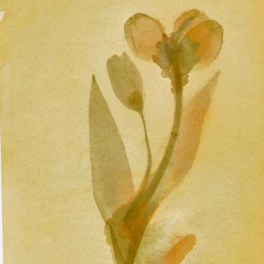 Digitally manipulated lumen print of a flower created for Experimental Photography