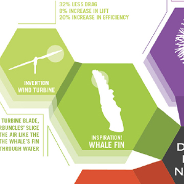 Student project work, biomimetics infographic