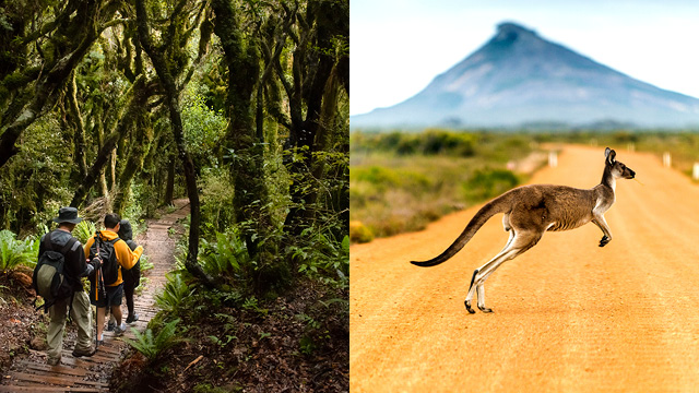 left: two hikers on a trail in the woods in New Zealand Right: A kangaroo crossing a road