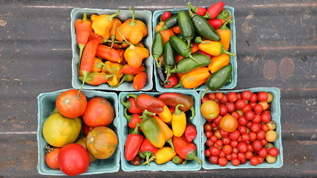 Tomatoes and peppers grown on JCCC's Open Petal Farm is picked and prepared for the annual Harvest Dinner.