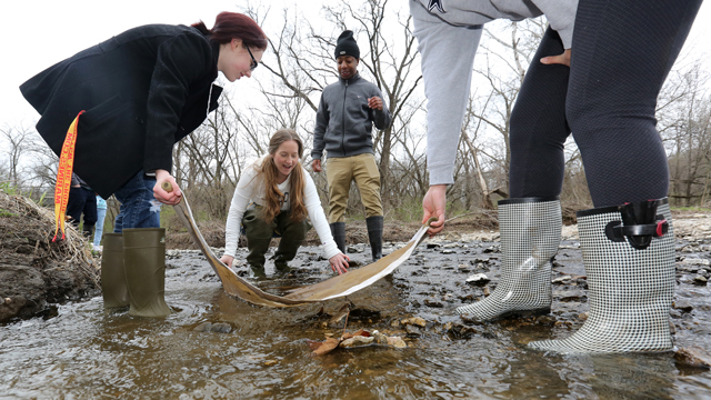 Biology students exploring a stream