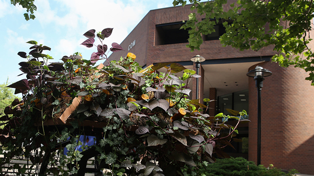 Outdoor sculpture featuring pill bottles