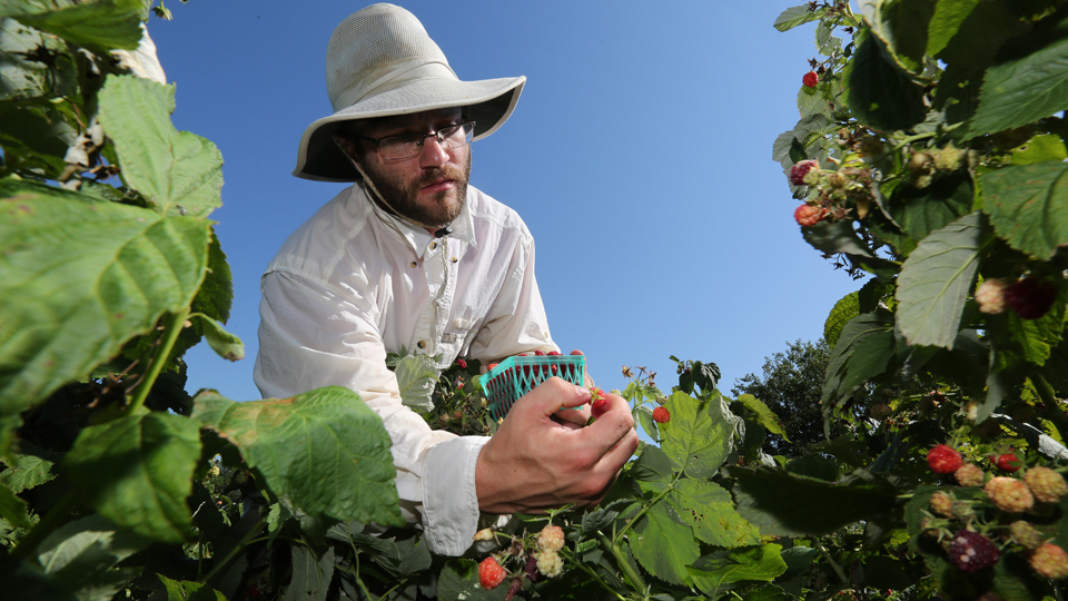 Sustainable agriculture participant harvesting on the JCCC Open Petal farm